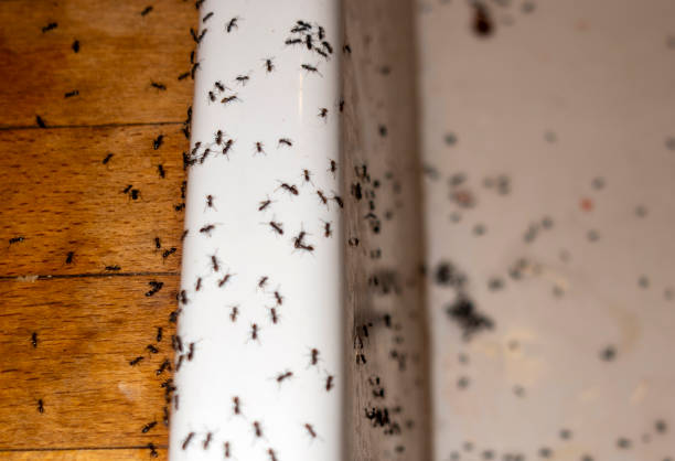 Pest Control Cost in Hasson Heights, PA