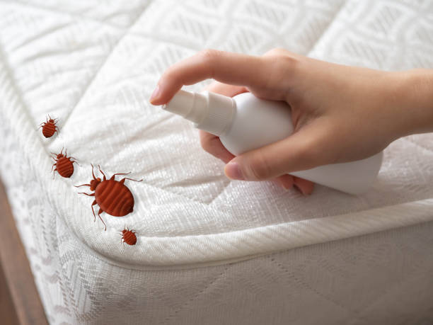 Best Affordable Pest Control Services  in Hasson Heights, PA