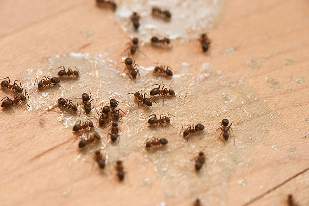 Best Emergency Pest Control  in Hasson Heights, PA