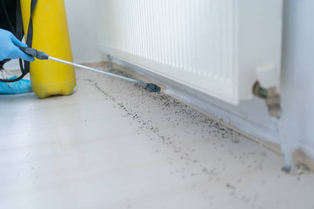 Best Flea Control Services  in Hasson Heights, PA