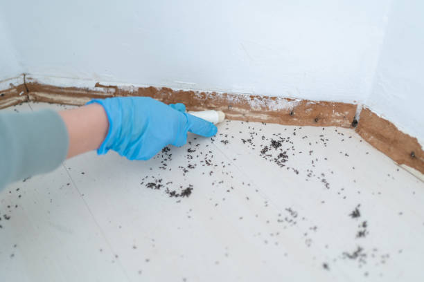 Professional Pest Control in Hasson Heights, PA